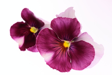 Pansy of the purplish red of the white backgroundの写真素材