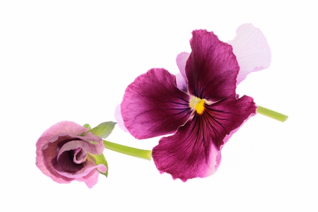 Pansy of the purplish red of the white backgroundの写真素材