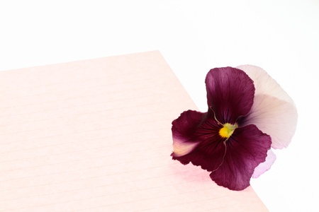 Pansy of the purplish red and Love letterの写真素材