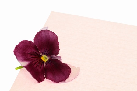 Pansy of the purplish red and Love letterの写真素材