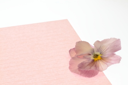 Pink pansy and Love letterの写真素材