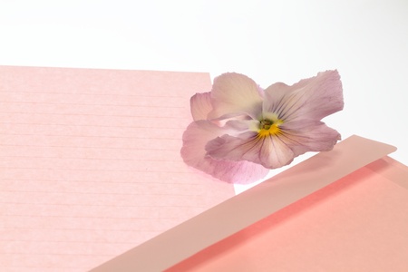 Pink pansy and Love letterの写真素材