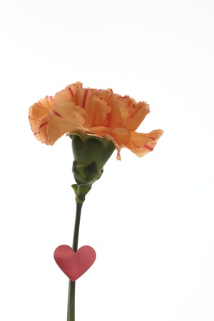Carnation of the Mother s Dayの写真素材
