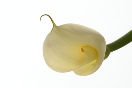 Flower of the colorの写真素材