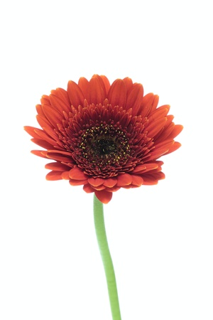 Flower of a bright red Barberton daisyの写真素材