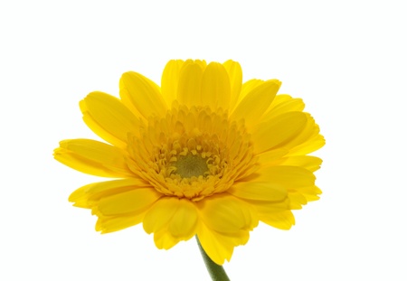 Flower of a bright yellow Barberton daisyの写真素材