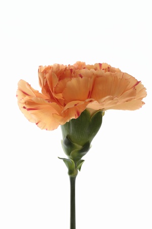 Beautiful carnation of the salmon pinkの写真素材