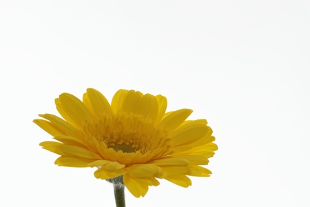 The golden Barberton daisy which shinesの写真素材