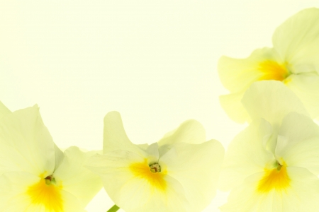 Background of a gentle yellow pansyの写真素材