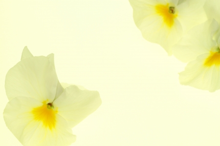 Background of a gentle yellow pansyの写真素材