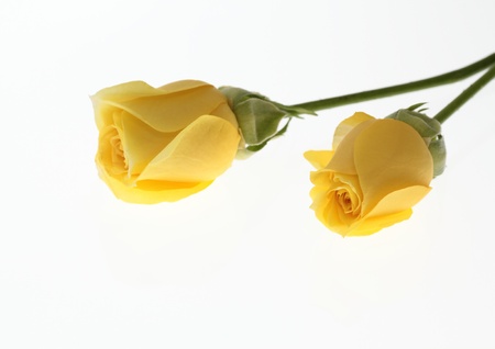 Light yellow miniature roseの写真素材