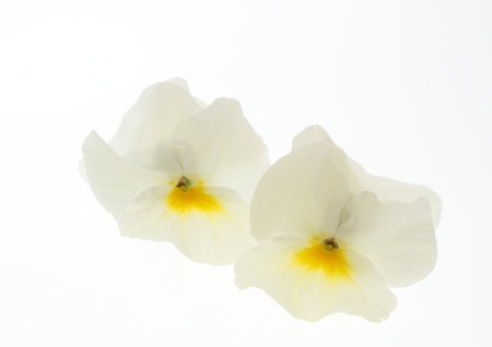 Delicate white pansy of the white backgroundの写真素材
