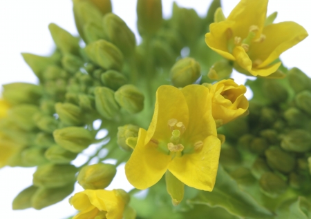 A bud and petal of the rape