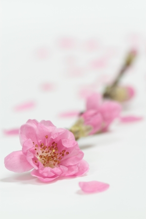 Beautiful peach blossom of the white backgroundの写真素材