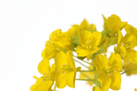Spring yellow rape of the white backgroundの写真素材