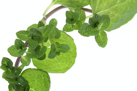 Background of the climbing nature mint leavesの写真素材