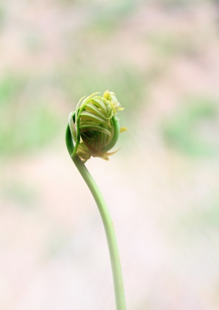 The flowering fern which grows wild in the spring field of Japanの写真素材