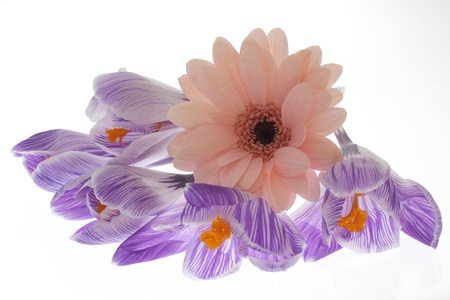 Crocus of the diaphragm coming out light purple in white and Gerbera の写真素材