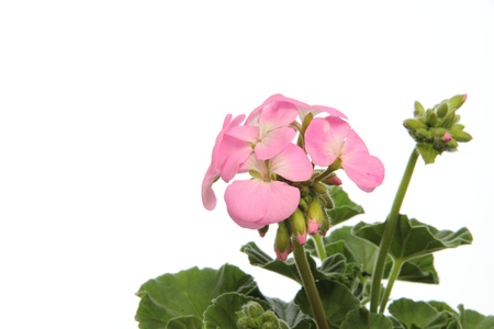Potted plant of the pink geraniumの写真素材
