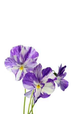 Beautiful purple viola of the diaphragm designの写真素材