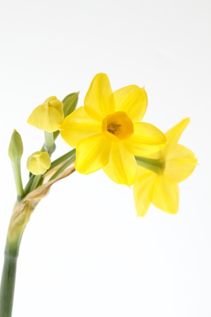 Yellow narcissus_Grand Soleild Orの写真素材