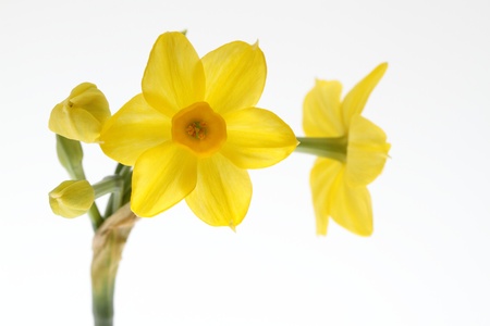 Yellow narcissus_Grand Soleild Orの写真素材