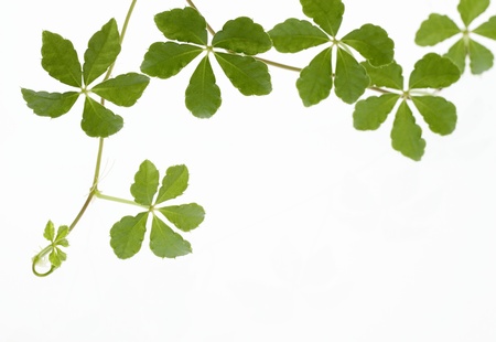Background of the creeper of five pieces of leavesの写真素材