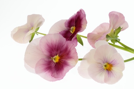 Flower arrangement of the pansy of pink and the purplish redの写真素材