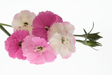 The lovely pink of the white backgroundの写真素材