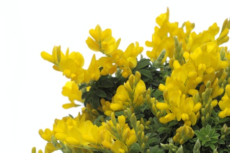 Flower of the genista of golden herb of the white backgroundの写真素材