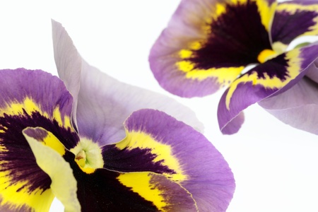 Background of the petal of a delicate purple pansy