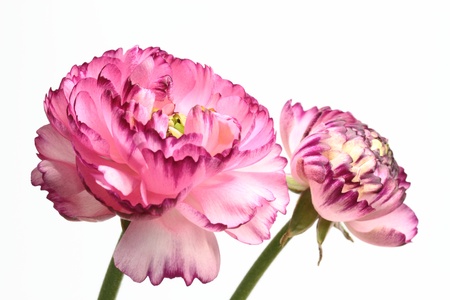 The ranunculus that a petal of the blooming in double of the purplish red is gorgeousの写真素材