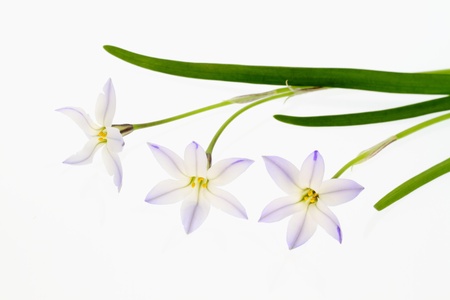 A flower and leaf of the spring starflower of the light purpleの写真素材