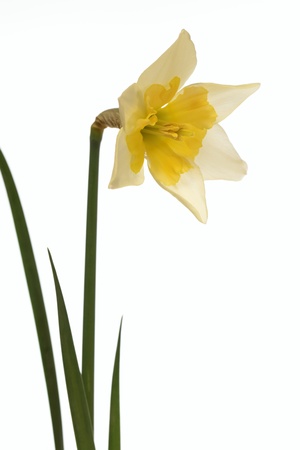 The narcissus which the frill of the vice-corolla has a cuteの写真素材
