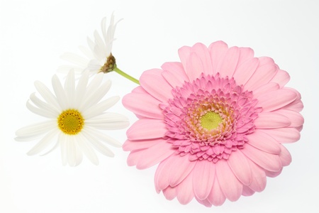pink Barberton daisy and white margueriteの写真素材
