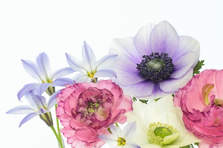 Flower arrangement of an anemone and a ranunculus and the spring starflowerの写真素材