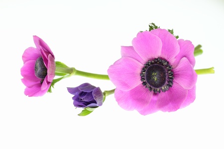 Anemone of the purplish red of the white backgroundの写真素材