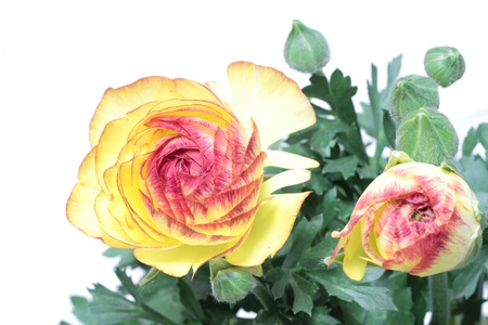 Ranunculus of the petal of the hemming red in yellow