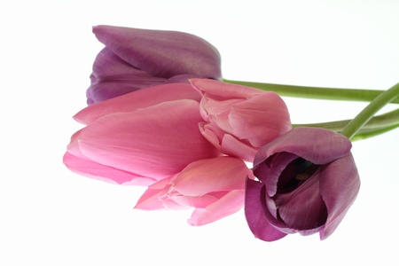 Tulip of pink and the deep purpleの写真素材
