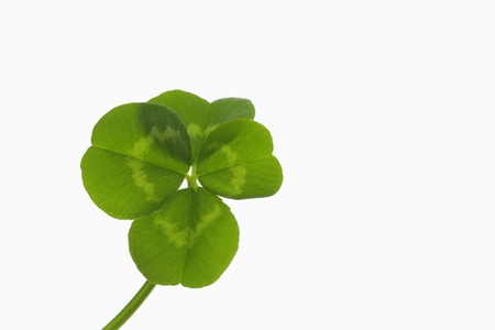Four-leaf clover of the good luckの写真素材