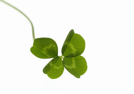 Clover of four leaves of the happinessの写真素材