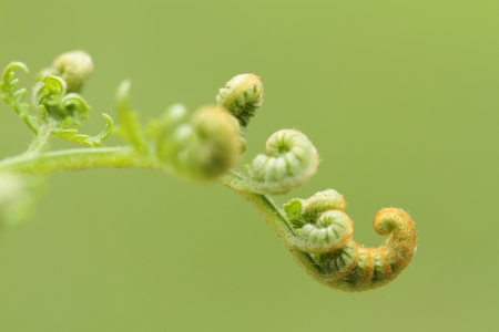 Sprout of the wild brackenの写真素材