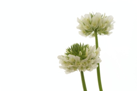 Flower of the cloverの写真素材