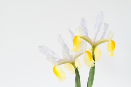 Large Dutch iris