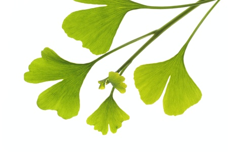 Sprout of the leaf of the ginkgoの写真素材