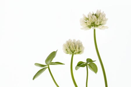 Flower of the four-leaf cloverの写真素材