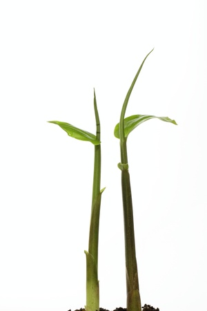 False stem and bud of the Japanese gingerの写真素材