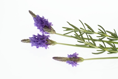 lavender and rosemaryの写真素材