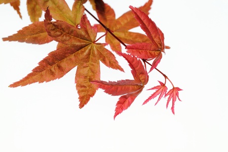 Sprout of the Nomura maple