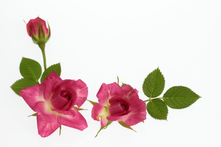Arrangement of red miniature Roseの写真素材